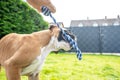 Playful young purebred golden german boxer dog puppy tugging on a towel in the garden Royalty Free Stock Photo