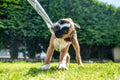 Playful young purebred golden german boxer dog puppy tugging on a towel in the garden Royalty Free Stock Photo