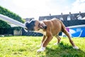 Playful young purebred golden german boxer dog puppy tugging on a towel in the garden Royalty Free Stock Photo