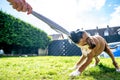 Playful young purebred golden german boxer dog puppy tugging on a towel in the garden Royalty Free Stock Photo