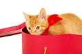 Playful young redhead kitty sits in a box Royalty Free Stock Photo