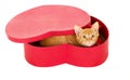 Playful young redhead kitty sits in a box Royalty Free Stock Photo