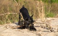 Giant Schnauzer gnawing a dry branch