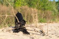 Playful Giant Schnauzer gnawing a dry branch