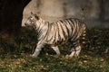 Playful young white tiger cub in India Royalty Free Stock Photo