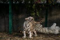 Playful young white tiger cub in India Royalty Free Stock Photo