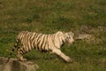 Playful young white tiger cub in India Royalty Free Stock Photo