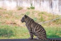 Playful young white tiger cub in India Royalty Free Stock Photo