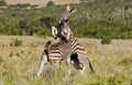 Playful zebras Royalty Free Stock Photo