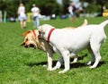 playfull dogs on the green grass