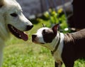 playfull dogs on the green grass