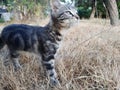 Playfull kitten in grass