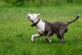 Playfull pitbull dog breed in action in parkplaying ball