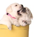 Playfull puppies Royalty Free Stock Photo