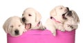 Playfull puppies Royalty Free Stock Photo