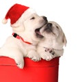 Playfull puppies Royalty Free Stock Photo