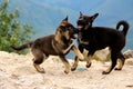 Playfull puppys playing Royalty Free Stock Photo