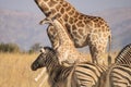 A playfull young giraffe calf at its mother`s side, with a herd of zebras.