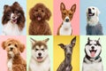 Playfulness. Collage made of portraits of happy dogs against pastel color background.