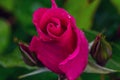 Playgirl Pink Rose Royalty Free Stock Photo