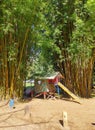 Playground, colorful wooden house for children to play. Slide and swing. Small house surrounded by huge green bamboo trees.