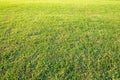 playground , Green lawn pattern, Green grass natural background.