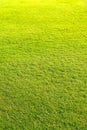 playground, Green lawn pattern , Green grass natural background.