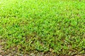 playground Green lawn pattern, Green grass natural background.