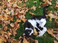 Playground kitten play autumn leaf