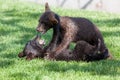 Playing Baby Bears