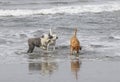 Playing ball in the ocean with three large dogs Royalty Free Stock Photo