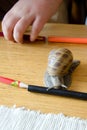 Playing with big snail on table in room Royalty Free Stock Photo