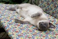 Playing blue point siamese