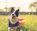 Playing dog outside wearing an american flag cape Royalty Free Stock Photo