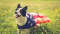 Playing border collie dog outside wearing an american flag cape Royalty Free Stock Photo