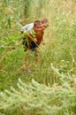 Playing boys in long grass Royalty Free Stock Photo