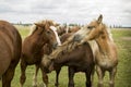 Playing Brown Nice Wild Horses Royalty Free Stock Photo