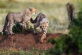 Playing Cheetah cubs, Masai Mara, Kenya