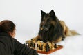 Playing chess with the dog