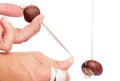 Playing conkers Royalty Free Stock Photo
