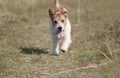 Playing cute pet dog puppy running in the grass