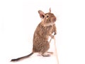 Playing degu Royalty Free Stock Photo