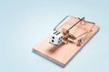 Playing dice on mousetrap on a blue background. Gambling addiction concept Royalty Free Stock Photo