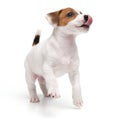 Playing dog puppy jack russell terrier jumping and licks face tongue isolated on white background. Royalty Free Stock Photo