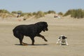 Playing dogs on the beach Royalty Free Stock Photo