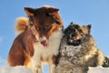 Playing dogs romp in the snow