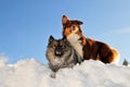 Playing dogs romp in the snow Royalty Free Stock Photo