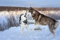Playing dogs on snow. Husky dogs jump, bite, fight. Friendly two siberian husky dogs.