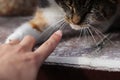 Playing with domestic cat on who first touch the other. CatÃÂ´s paw versus my finger. Who will win. Fast felis catus domesticus or