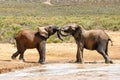 Playing Elephants Royalty Free Stock Photo